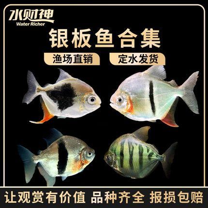 龍魚發色秘訣圖片：龍魚發色的秘訣