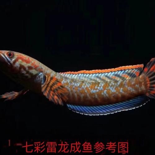 酒紅雷龍魚圖片實拍