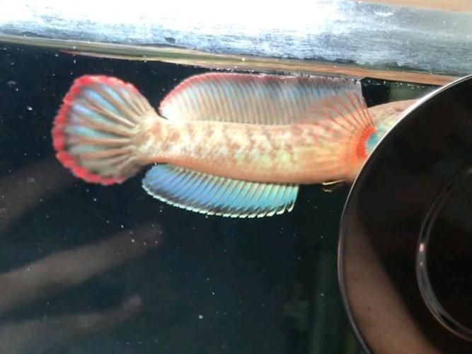 酒紅雷龍魚圖片實拍