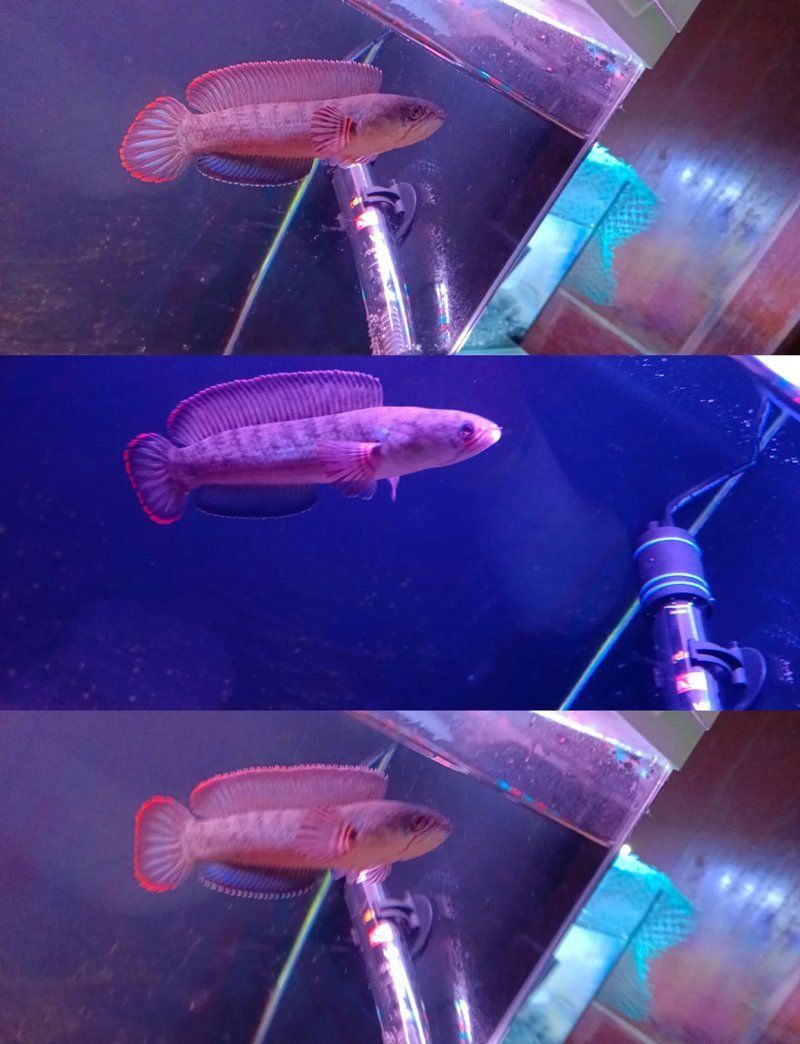 酒紅雷龍魚圖片實拍