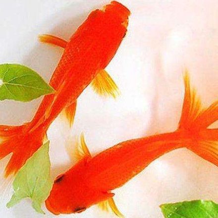 酒紅雷龍魚圖片實拍