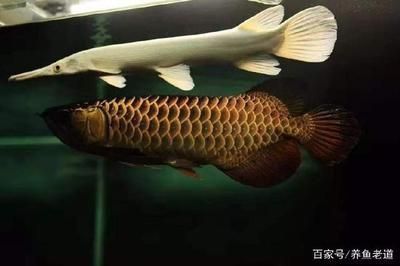 金龍魚發色過程分析圖（如何加速金龍魚的發色過程？）