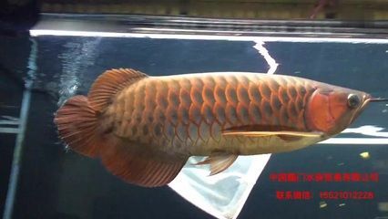 印尼紅龍魚喂養方法：印尼紅龍魚的喂養方法