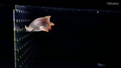 印尼紅龍魚喂養方法：印尼紅龍魚的喂養方法