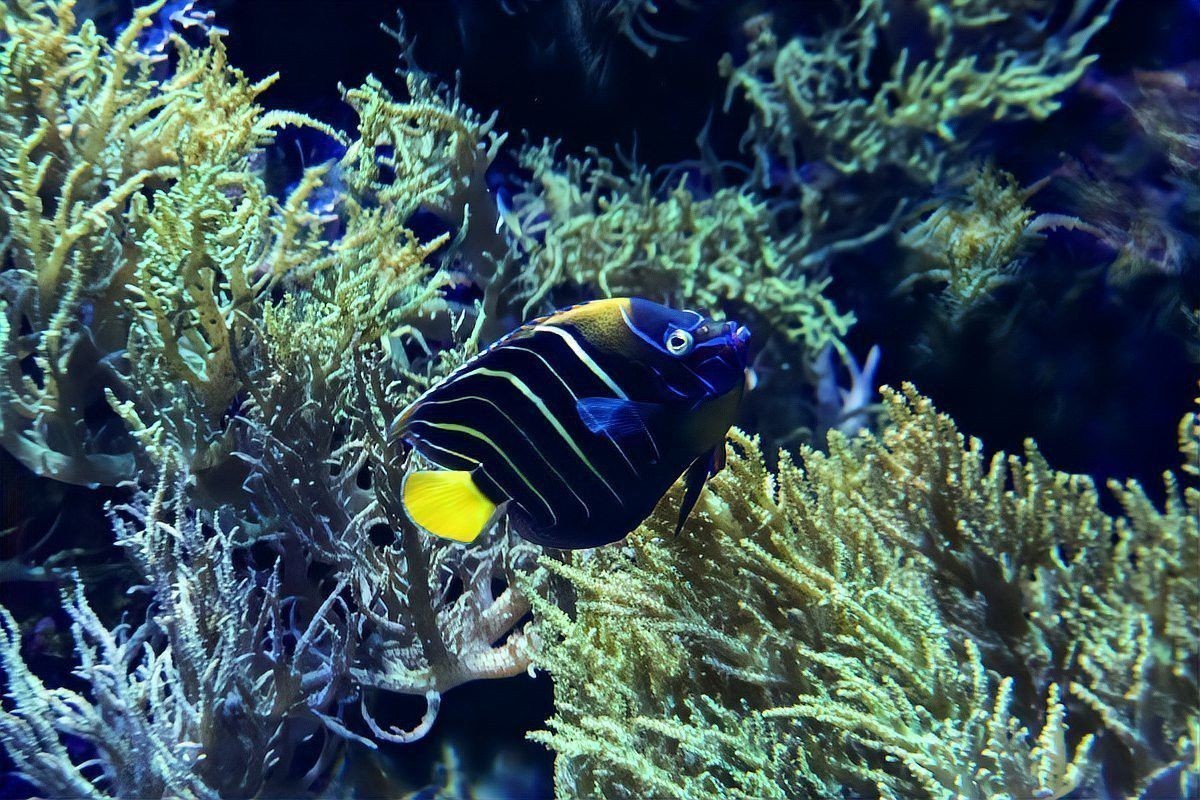 曼龍魚能和鳑鲏魚混養嗎？