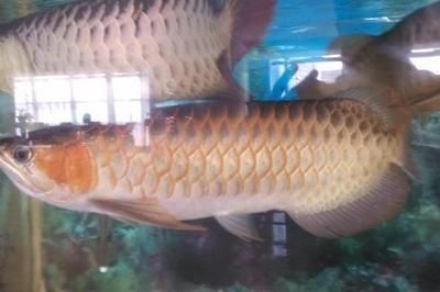 半米的金龍魚多少錢一條（大叔野外釣到一條半米長的金龍魚價值十幾萬元）