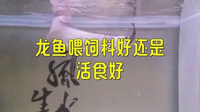 推薦一些適合紅龍魚生長的活食