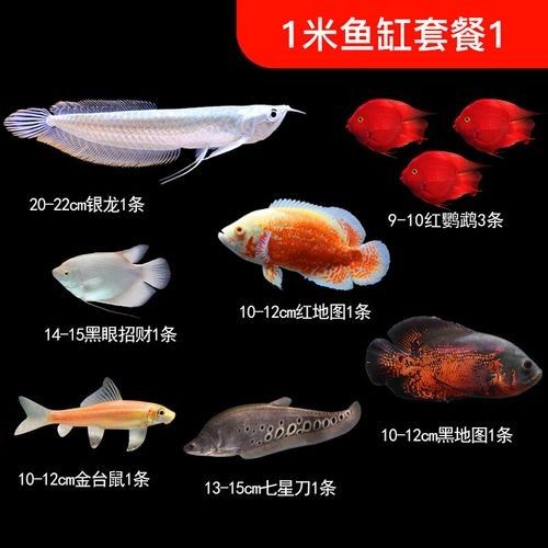魚缸里養(yǎng)銀龍魚養(yǎng)幾只比較合適圖片視頻