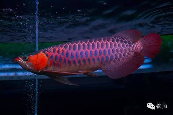龍魚怎么發色好（如何讓龍魚快速發色）