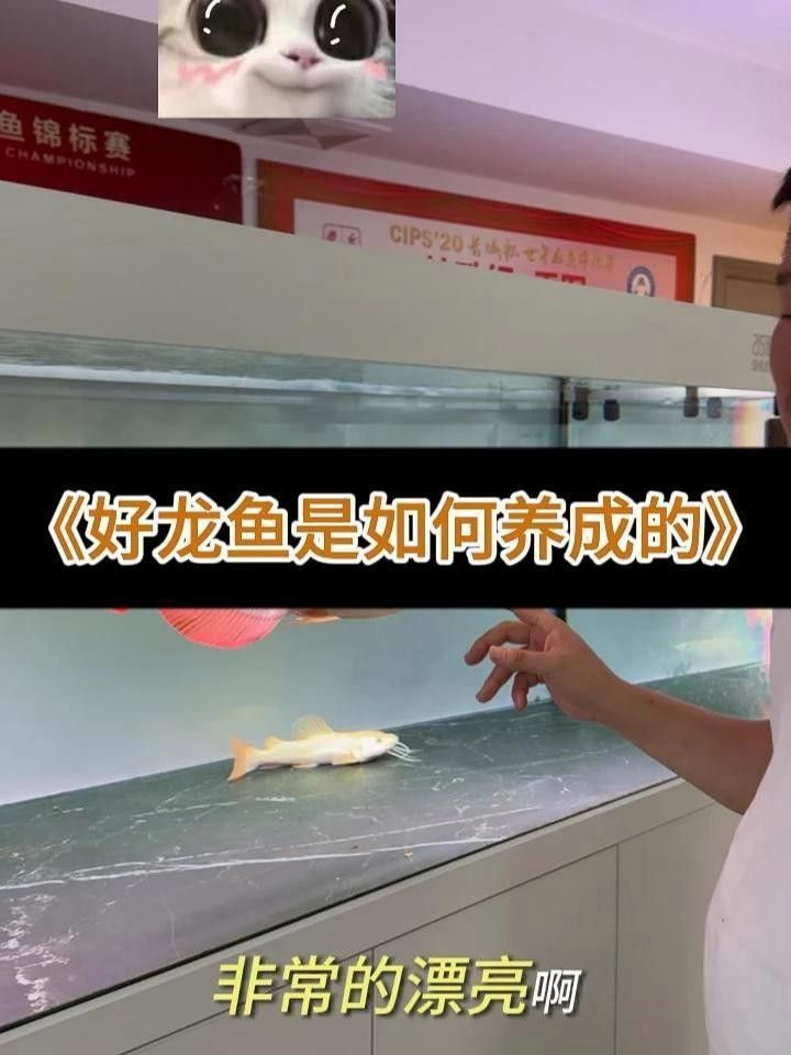 龍魚擺件多久清理一次？