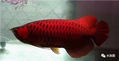 養(yǎng)龍魚(yú)放鹽嗎：養(yǎng)龍魚(yú)是否需要放鹽