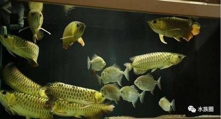 養(yǎng)龍魚(yú)放鹽嗎：養(yǎng)龍魚(yú)是否需要放鹽