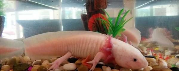 六角恐龍魚水深80cm可以養嗎（六角恐龍魚養殖水深80cm是否適宜？）