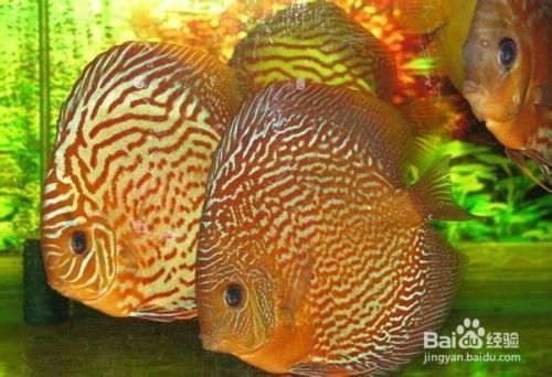 七彩神仙魚對夫妻感情影響，七彩神仙魚對夫妻感情有積極影響