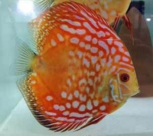 七彩神仙魚對夫妻感情影響，七彩神仙魚對夫妻感情有積極影響