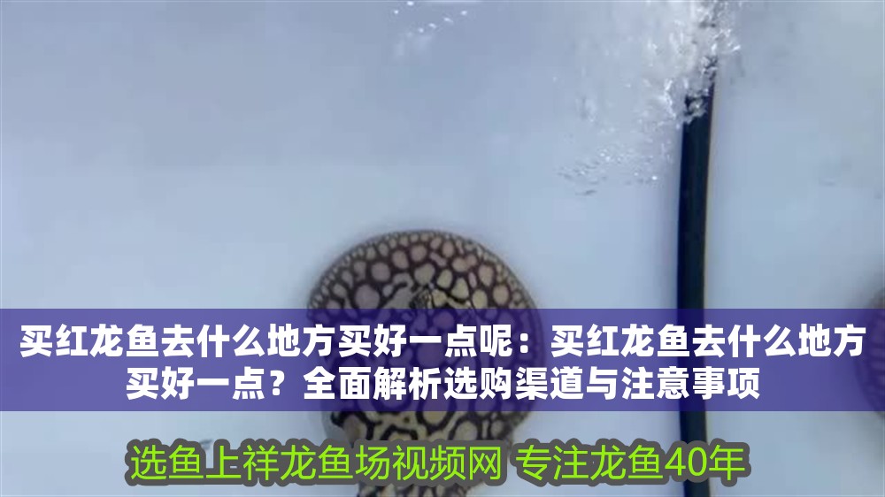 買紅龍魚去什么地方買好一點呢：買紅龍魚去什么地方買好一點？全面解析選購渠道與注意事項