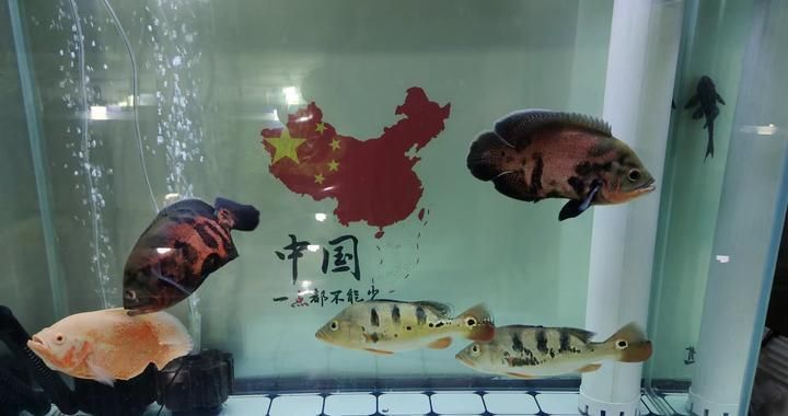 買紅龍魚去什么地方買好一點呢：買紅龍魚去什么地方買好一點？全面解析選購渠道與注意事項