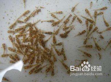 金龍魚養殖方法和注意事項（金龍魚養殖方法和注意事項，）