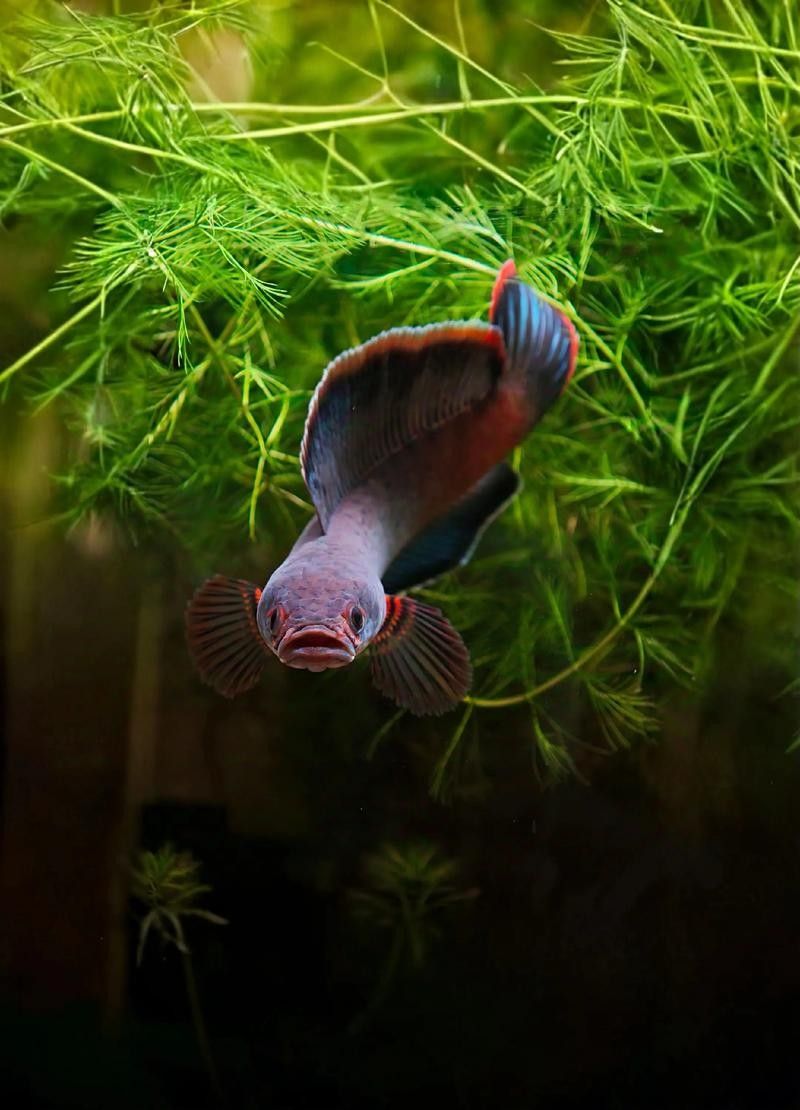 雷龍魚和紅龍魚混養(yǎng)可以嗎圖片大全