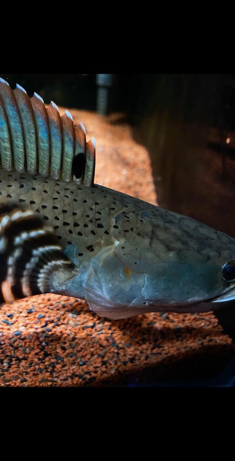 雷龍魚和紅龍魚混養(yǎng)可以嗎圖片大全