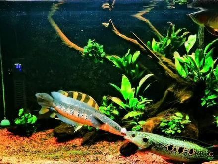 雷龍魚和紅龍魚混養(yǎng)可以嗎圖片大全