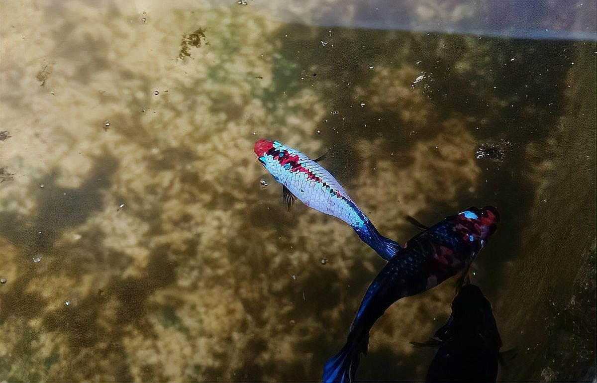 雷龍魚和紅龍魚混養(yǎng)可以嗎圖片大全