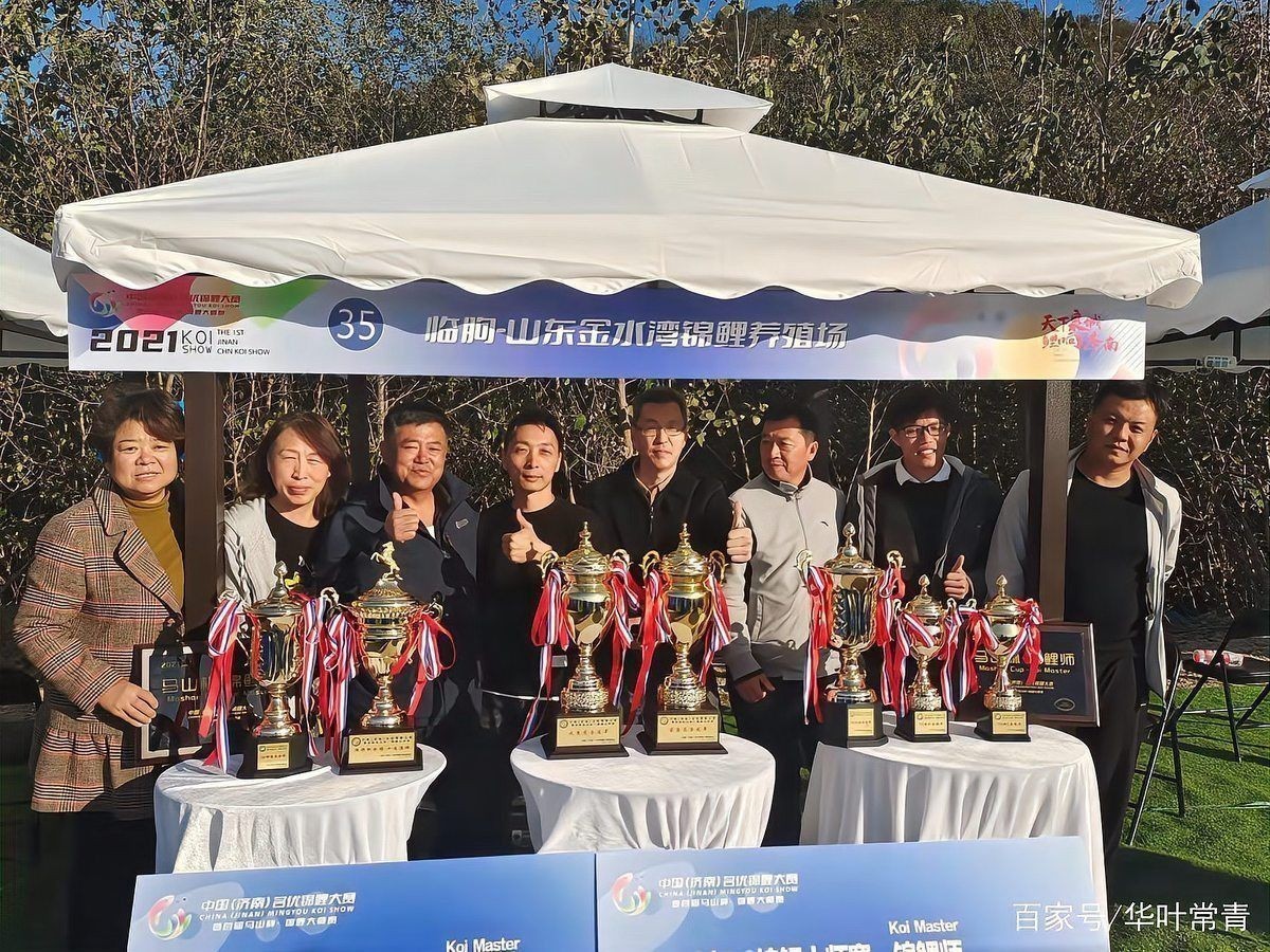 錦鯉什么顏色最好