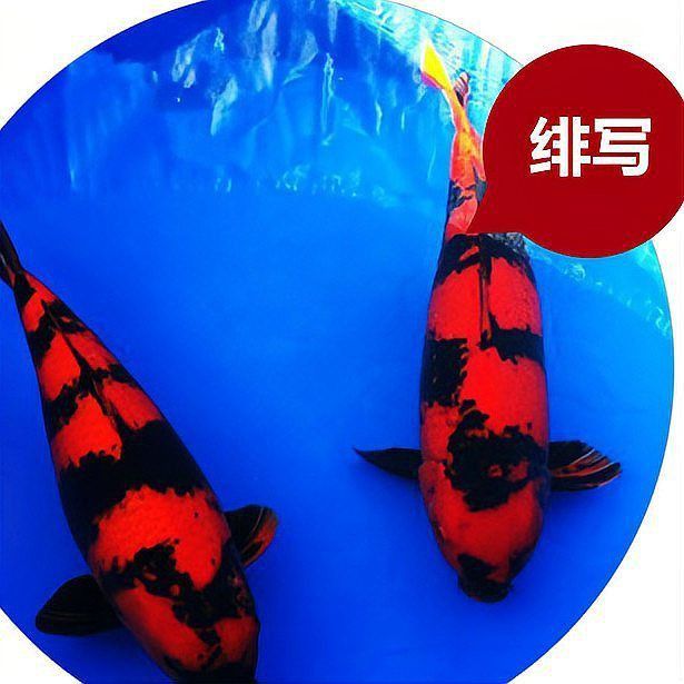 錦鯉什么顏色最好