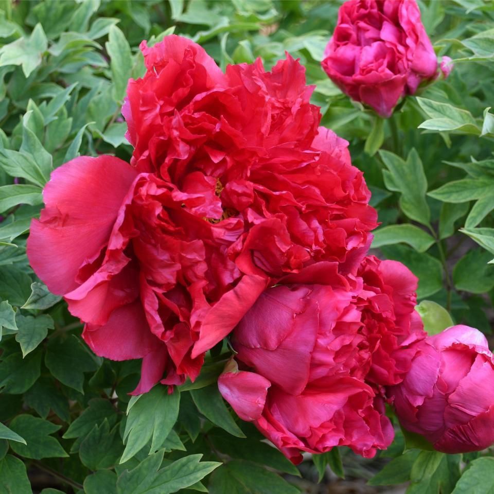 錦鯉什么顏色最好