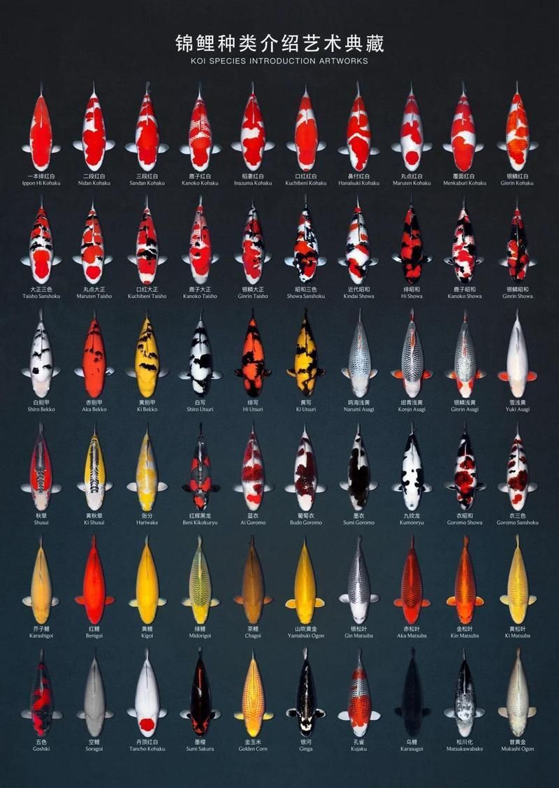 錦鯉什么顏色最好