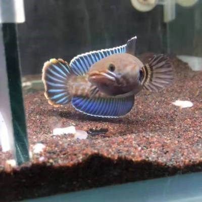 幻藍(lán)龍魚需要底沙【幻藍(lán)龍魚是否需要底沙】