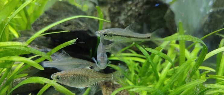 紅龍魚飼養技巧視頻教程下載大全（紅龍魚飼養技巧視頻教程下載大全最新）