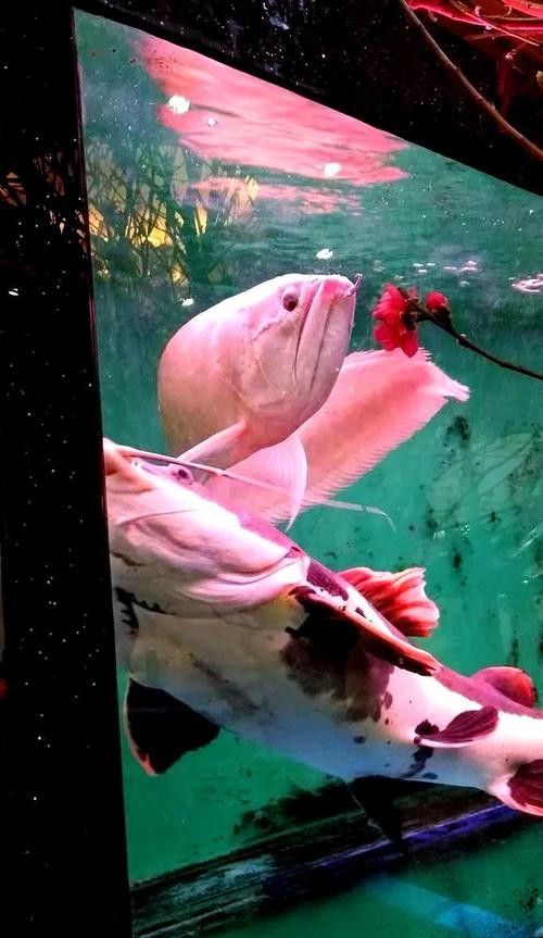 銀龍魚垂尾沒精神