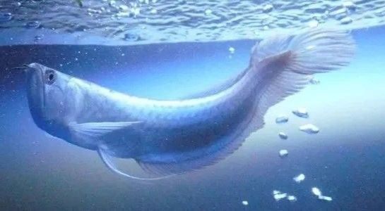 銀龍魚垂尾沒精神