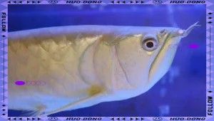 銀龍魚垂尾沒精神