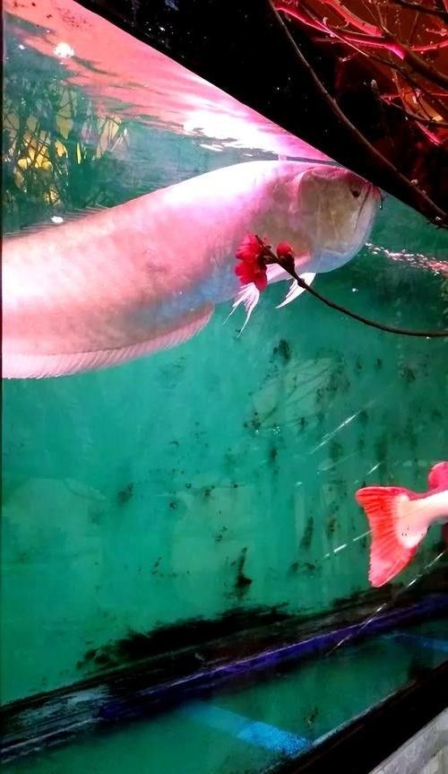 銀龍魚垂尾沒精神