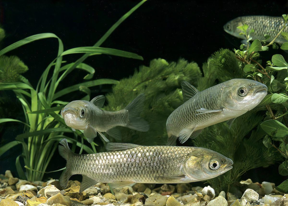 銀龍魚不值錢怎么辦