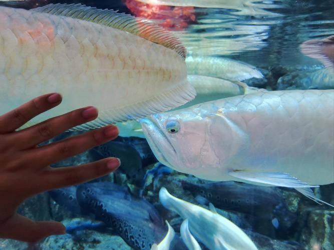 銀龍魚不值錢怎么辦