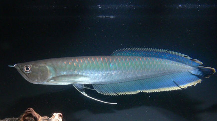 銀龍魚不值錢怎么辦