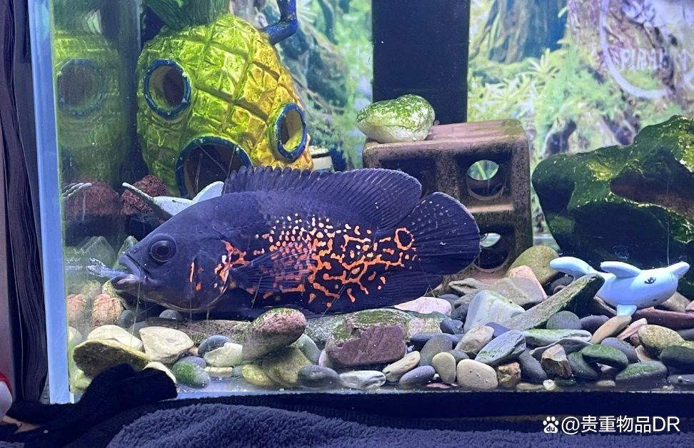 成年小火龍魚可以多久不喂食？