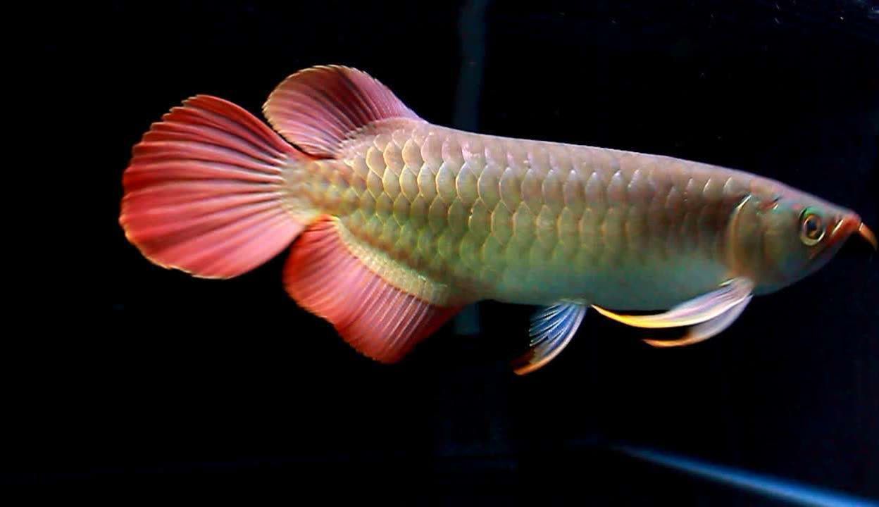 sr米特拉紅龍魚：sr米特拉紅龍魚是一種受歡迎的觀賞魚