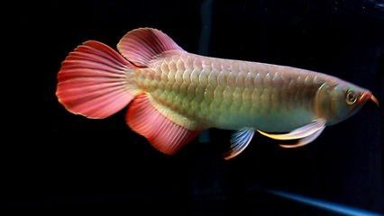 sr米特拉紅龍魚：sr米特拉紅龍魚是一種受歡迎的觀賞魚