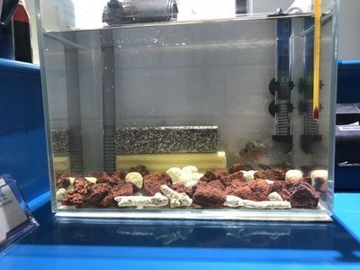龍魚只喂飼料可以嗎：龍魚停食期管理技巧和注意事項，龍魚停食期管理技巧