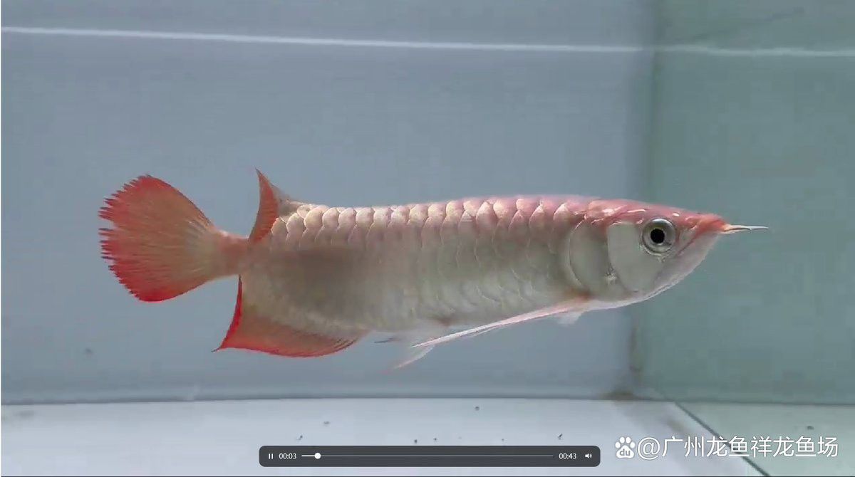 紅龍魚繁殖需要哪些特殊設備？