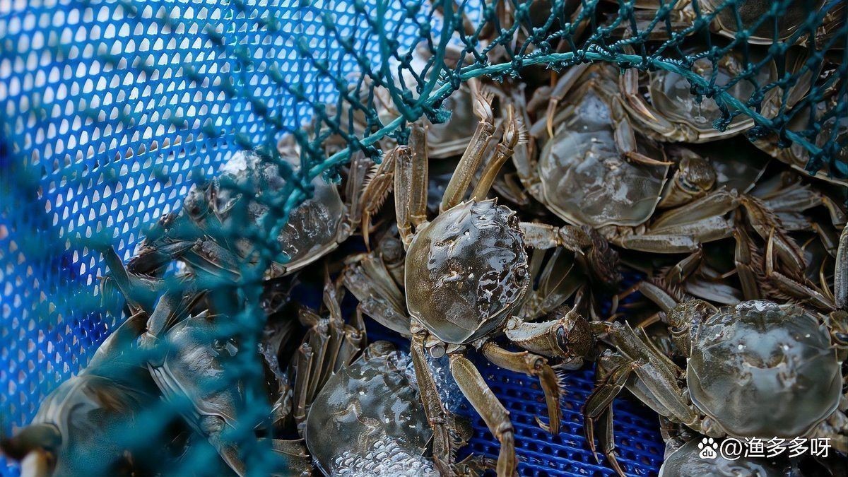 龍魚寄生蟲防治后多久見效