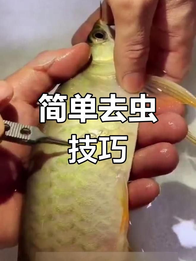 龍魚寄生蟲防治后多久見效