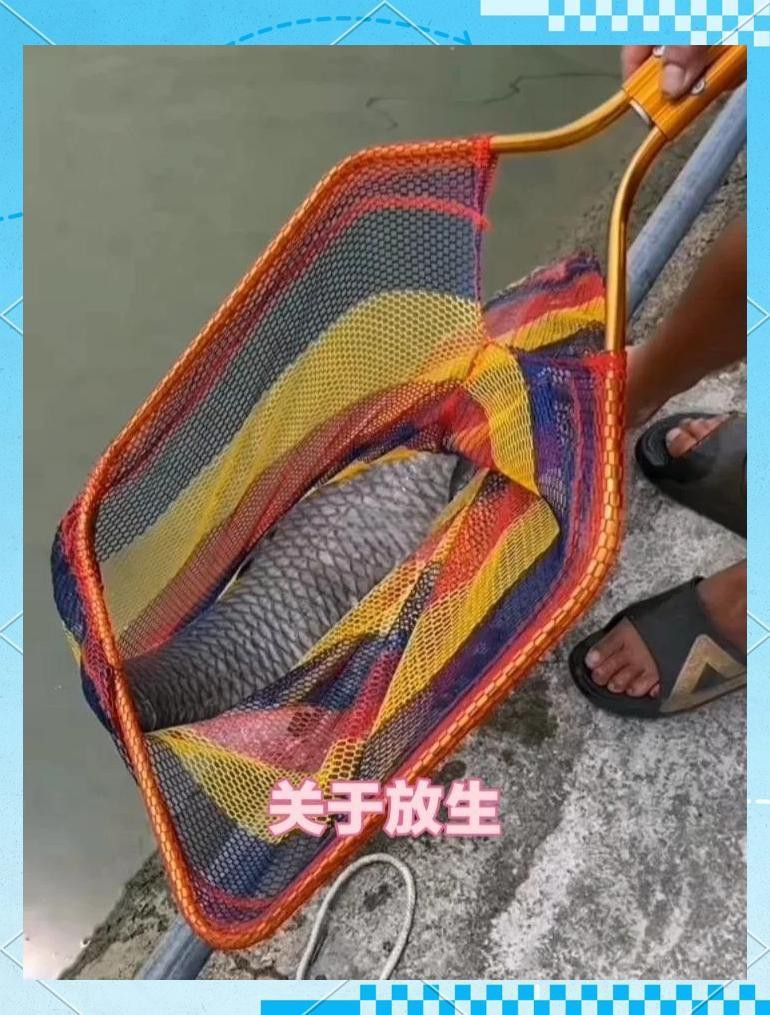 哪些地區適合放生青龍魚？