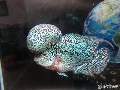 龍魚抱卵啥意思：龍魚抱卵是指母龍魚體內懷有魚卵的狀態