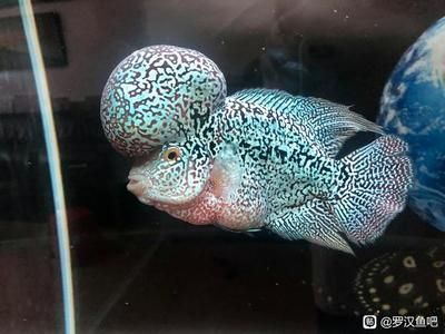 龍魚抱卵啥意思：龍魚抱卵是指母龍魚體內懷有魚卵的狀態