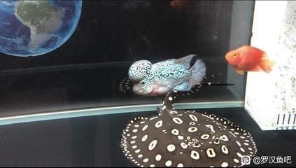 龍魚抱卵啥意思：龍魚抱卵是指母龍魚體內懷有魚卵的狀態